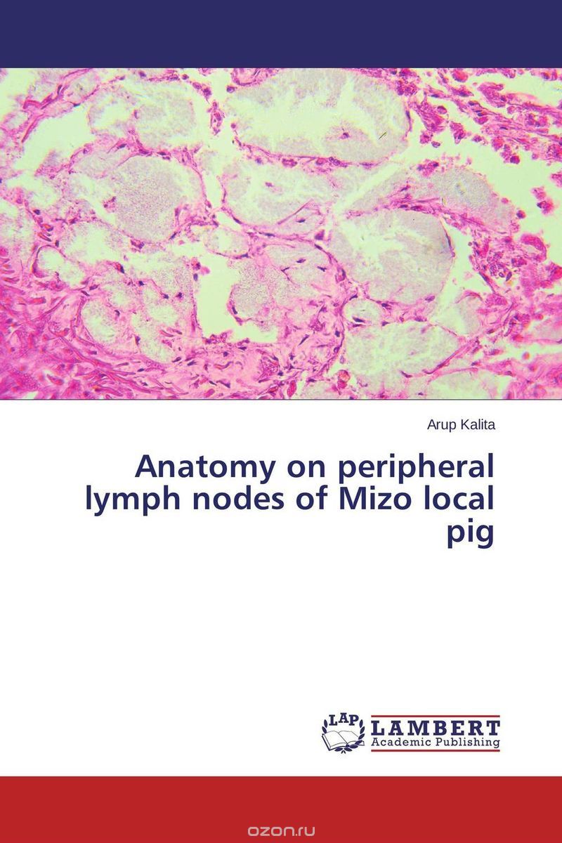Anatomy on peripheral lymph nodes of Mizo local pig